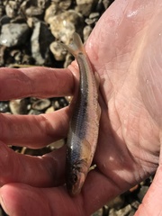 Phenacobius mirabilis