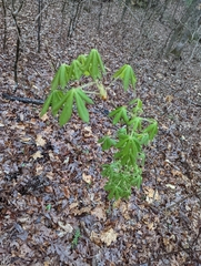 Aesculus sylvatica