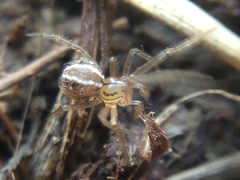 Theridion pennsylvanicum