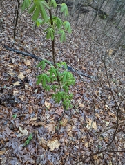 Aesculus sylvatica