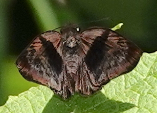 Impressive Bent-Skipper