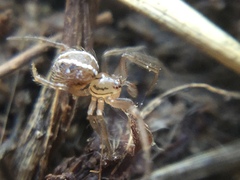 Theridion pennsylvanicum