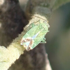 Closterotomus norwegicus