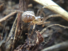 Theridion pennsylvanicum