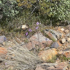 Dipterostemon capitatus