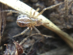 Theridion pennsylvanicum