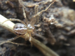 Theridion pennsylvanicum