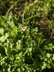 Cardamine hirsuta