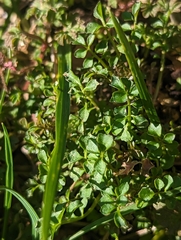Cardamine hirsuta