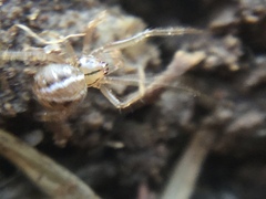 Theridion pennsylvanicum