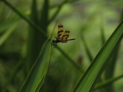 Rhyothemis graphiptera