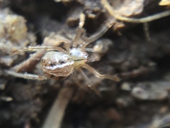 Theridion pennsylvanicum