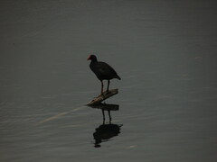 Gallinula tenebrosa
