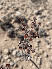 Eriogonum correllii