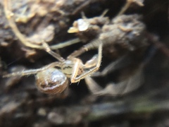 Theridion pennsylvanicum