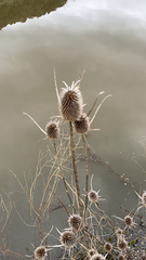 Dipsacus sativus