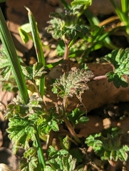 Lamium amplexicaule