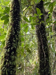 Astronidium palauense