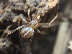 Theridion pennsylvanicum