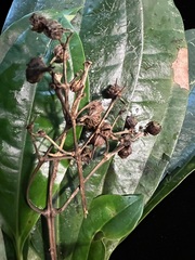 Astronidium palauense