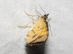 Chrysolarentia lucidulata