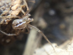 Theridion pennsylvanicum