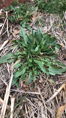 Rumex crispus