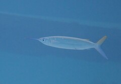 Hemiramphus brasiliensis