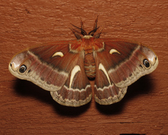 Hyalophora euryalus