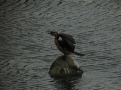 Microcarbo melanoleucos