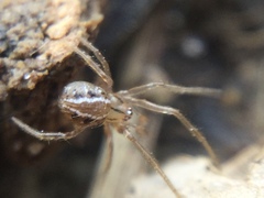 Theridion pennsylvanicum