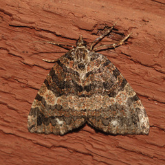 Hydriomena furcata