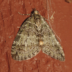 Hydriomena renunciata
