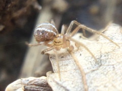 Theridion pennsylvanicum