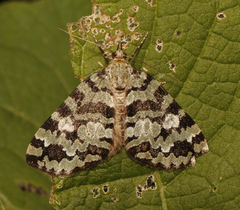 Hydriomena speciosata