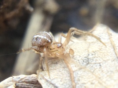 Theridion pennsylvanicum