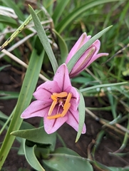 Fritillaria pluriflora