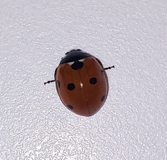 Coccinella septempunctata
