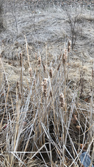 Typha
