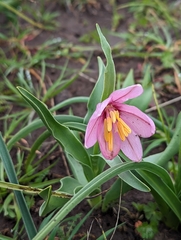 Fritillaria pluriflora