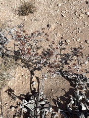 Eriogonum correllii