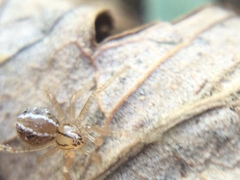 Theridion pennsylvanicum