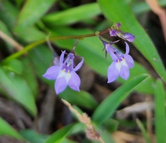 Lobelia feayana