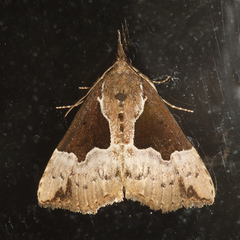 Hypena bijugalis
