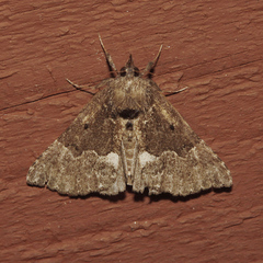 Hypena bijugalis
