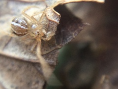 Theridion pennsylvanicum