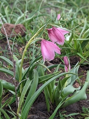 Fritillaria pluriflora