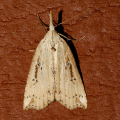 Hypena californica