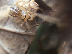 Theridion pennsylvanicum