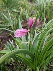Fritillaria pluriflora